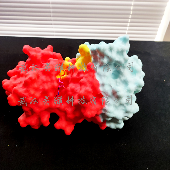 3D打印制作多色的Surface结构蛋白质因子模型